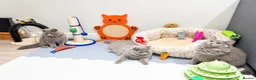 British Longhair cats for sale: British longhair kittens  - Advert 1