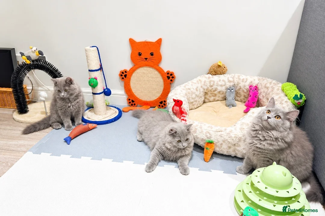 British Longhair cats for sale: British longhair kittens  - Advert 1