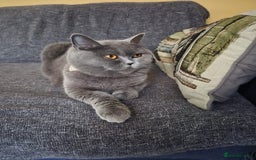 British Shorthair cats for sale: ☆ 6month male british shorthair kitten ☆ - Advert 17