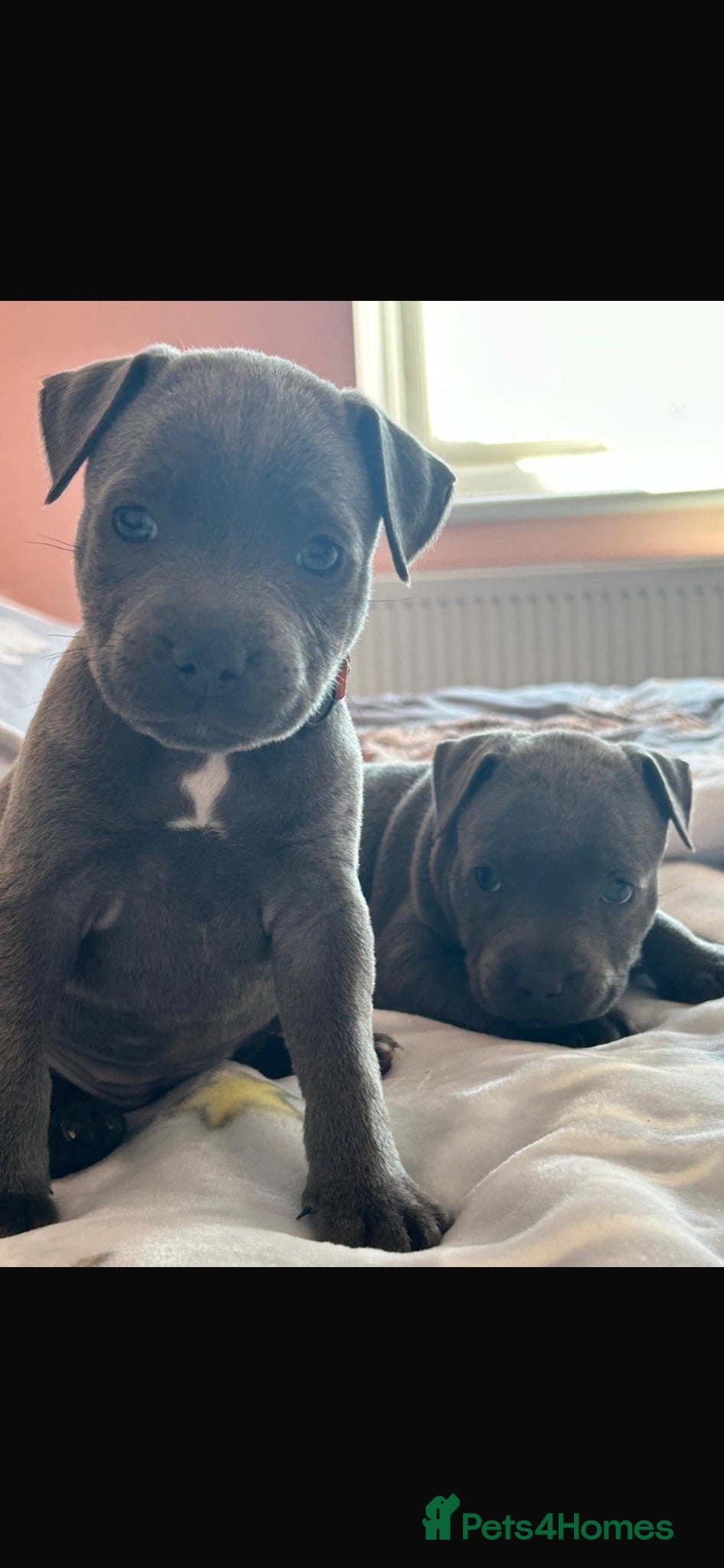 Staffordshire Bull Terrier dogs Staff puppies 2 girls  - Advert 2