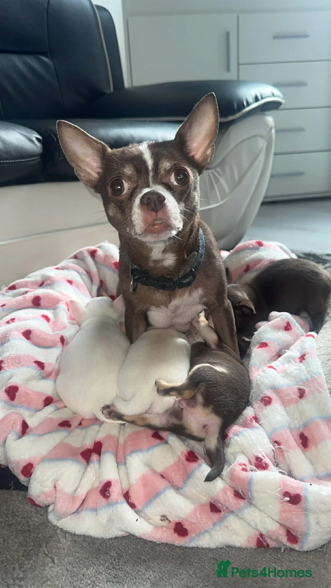 Chihuahua dogs for sale: Beautiful kc chihuahua puppys - Advert 5