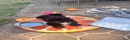 Lhasapoo dogs for sale: Lhasapoo puppies ready now!! - Advert 3
