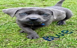 Labrador Retriever dogs for sale: Beautiful Silver Labrador pups  - Image 1