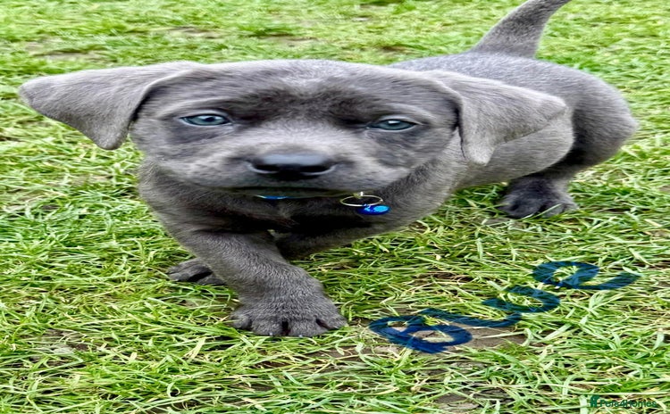 Labrador Retriever dogs - Advert 3