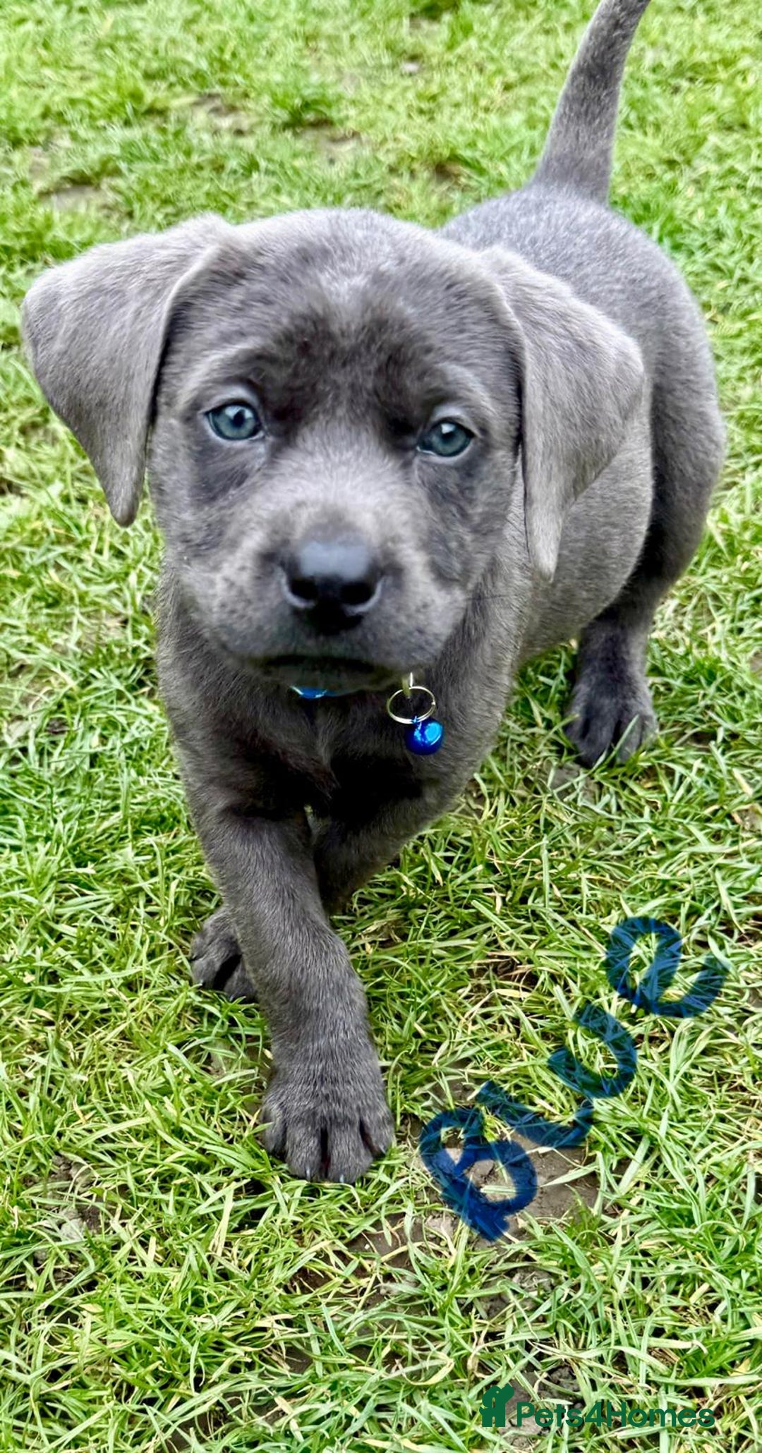 Labrador Retriever dogs for sale: Beautiful Silver Labrador pups  - Image 1