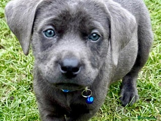 Labrador Retriever dogs - Advert 5
