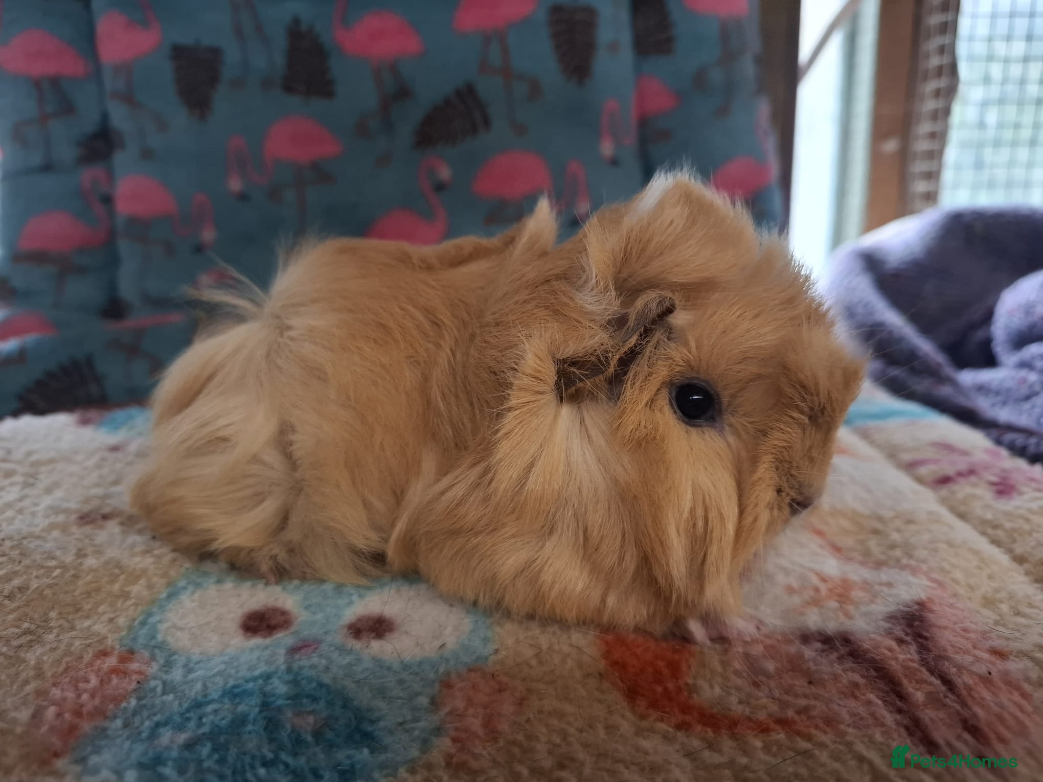 Guinea Pig rodents Baby Boars In Different Breeds  - Advert 16