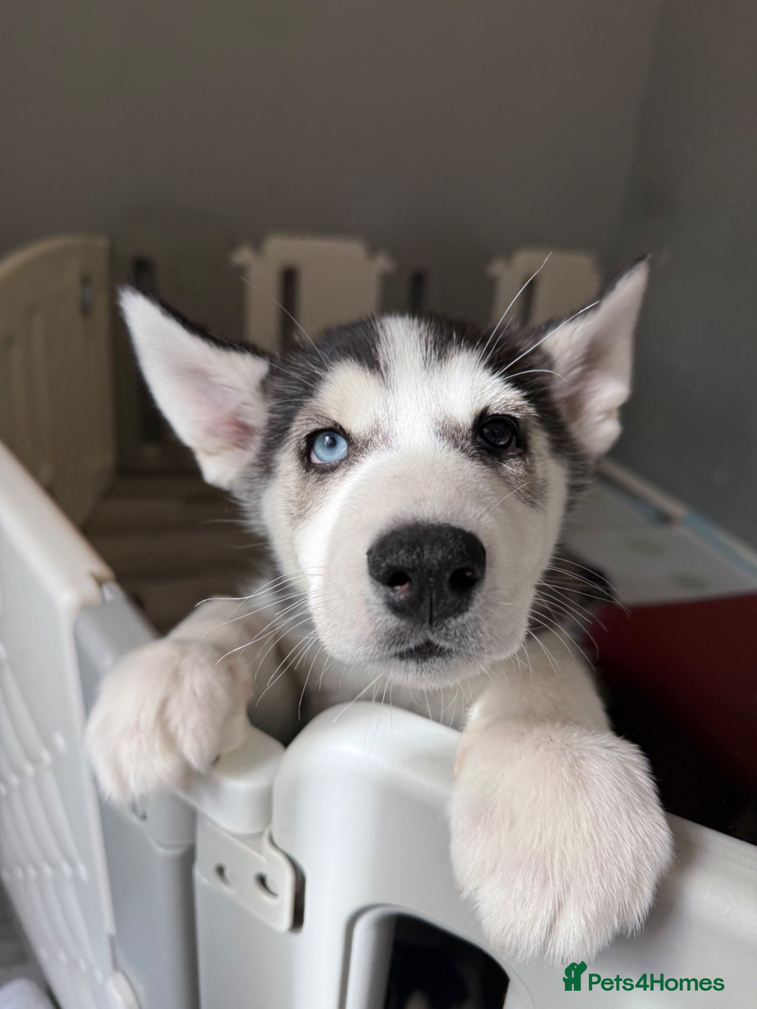 Siberian Husky dogs **Ready now** Stunning Siberian Husky puppies - Advert 2