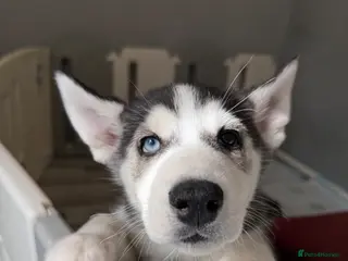 Siberian Husky dogs **Ready now** Stunning Siberian Husky puppies - Advert 2