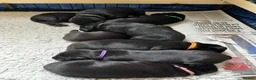 Labrador Retriever dogs for sale: Beautiful KC reg working Labrador Retriever pups  - Advert 5