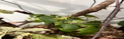 Stick Insects invertebrates for sale: Leaf Insect Nymphs in Newton Abbot - Advert 2