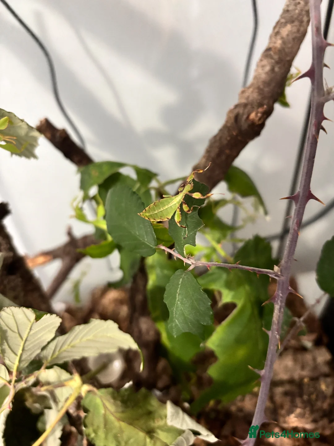 Stick Insects invertebrates for sale: Leaf Insect Nymphs in Newton Abbot - Advert 2