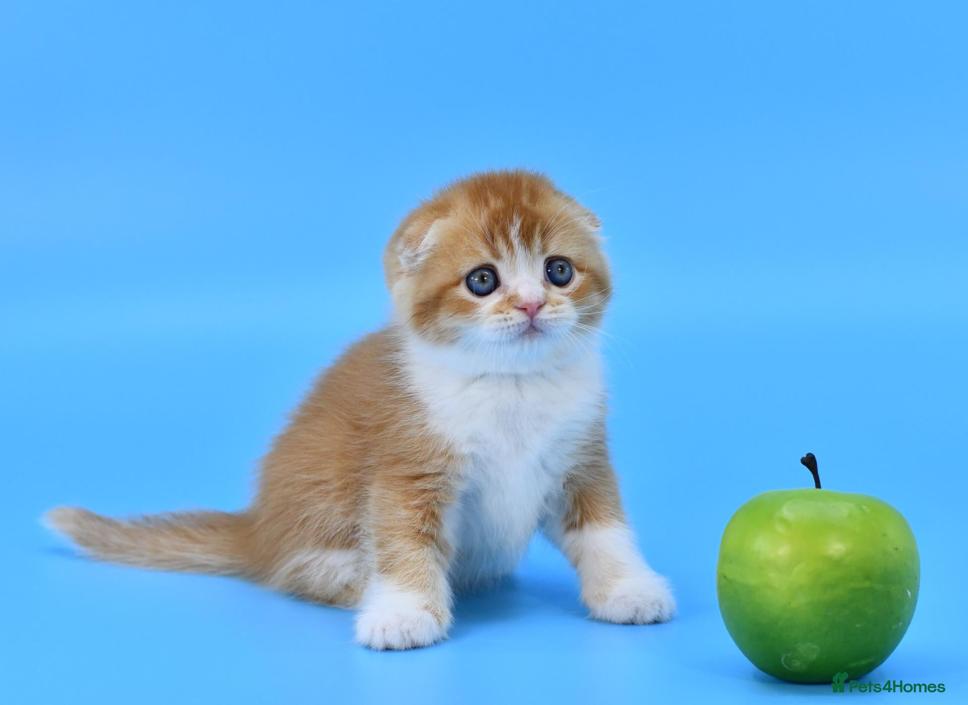 Scottish Fold cats LICENSED CATTERY PURE BREED TOP QUALITY KITTENS - Advert 4