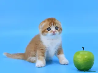 Scottish Fold cats LICENSED CATTERY PURE BREED TOP QUALITY KITTENS - Advert 4