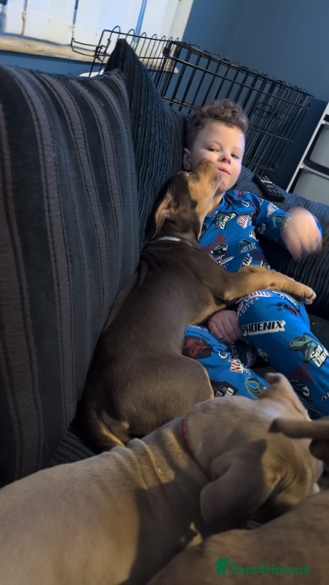 Mixed Breed dogs for sale: Female bullador  - Advert 3