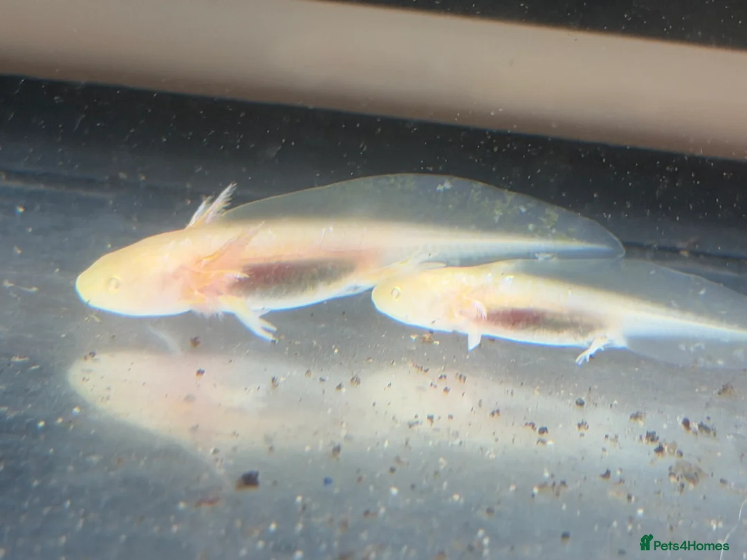 Axolotl reptiles for sale: Axolotl - Advert 15