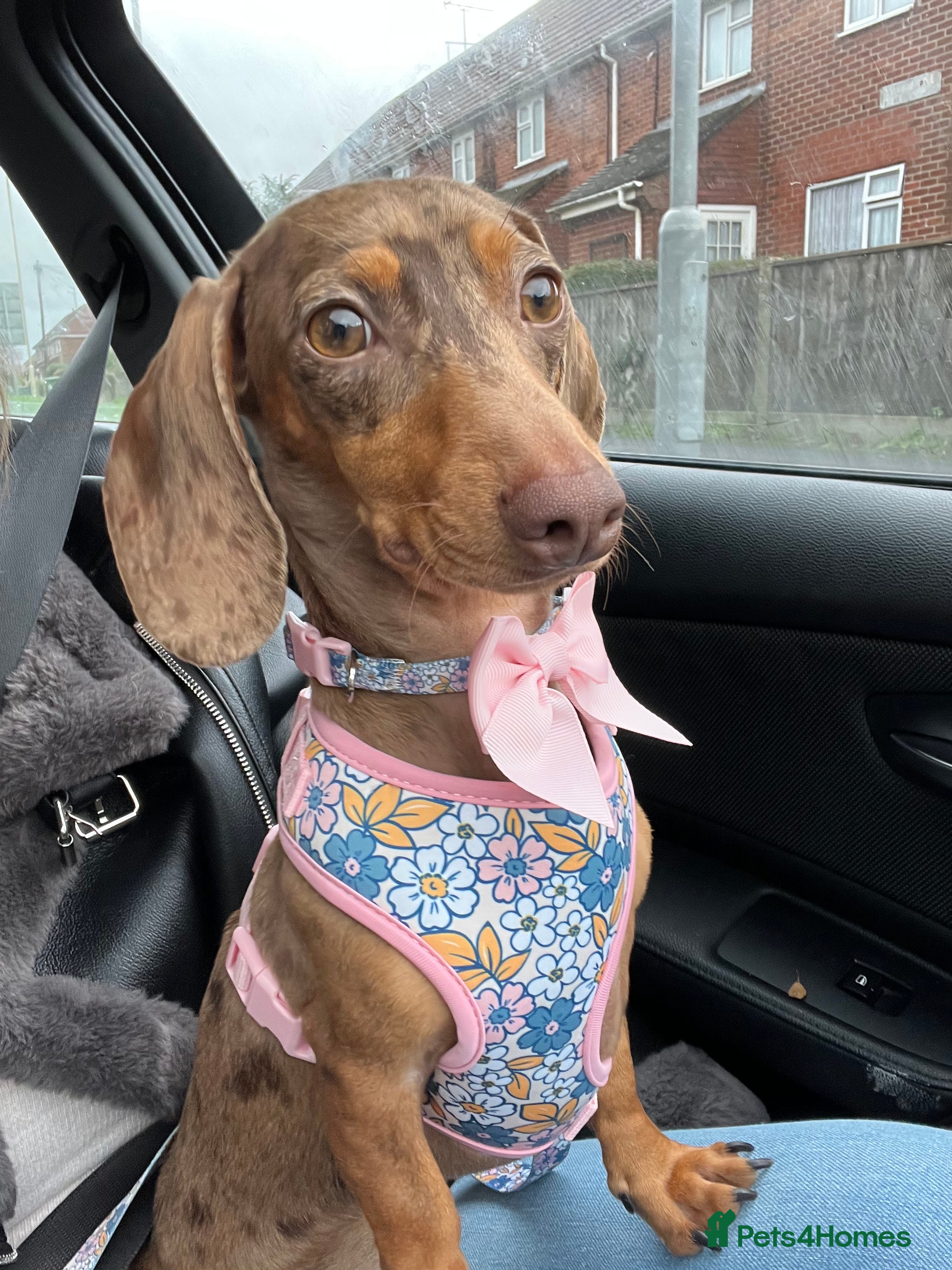 Miniature Dachshund dogs Poppy Miniature dachshund   - Advert 10