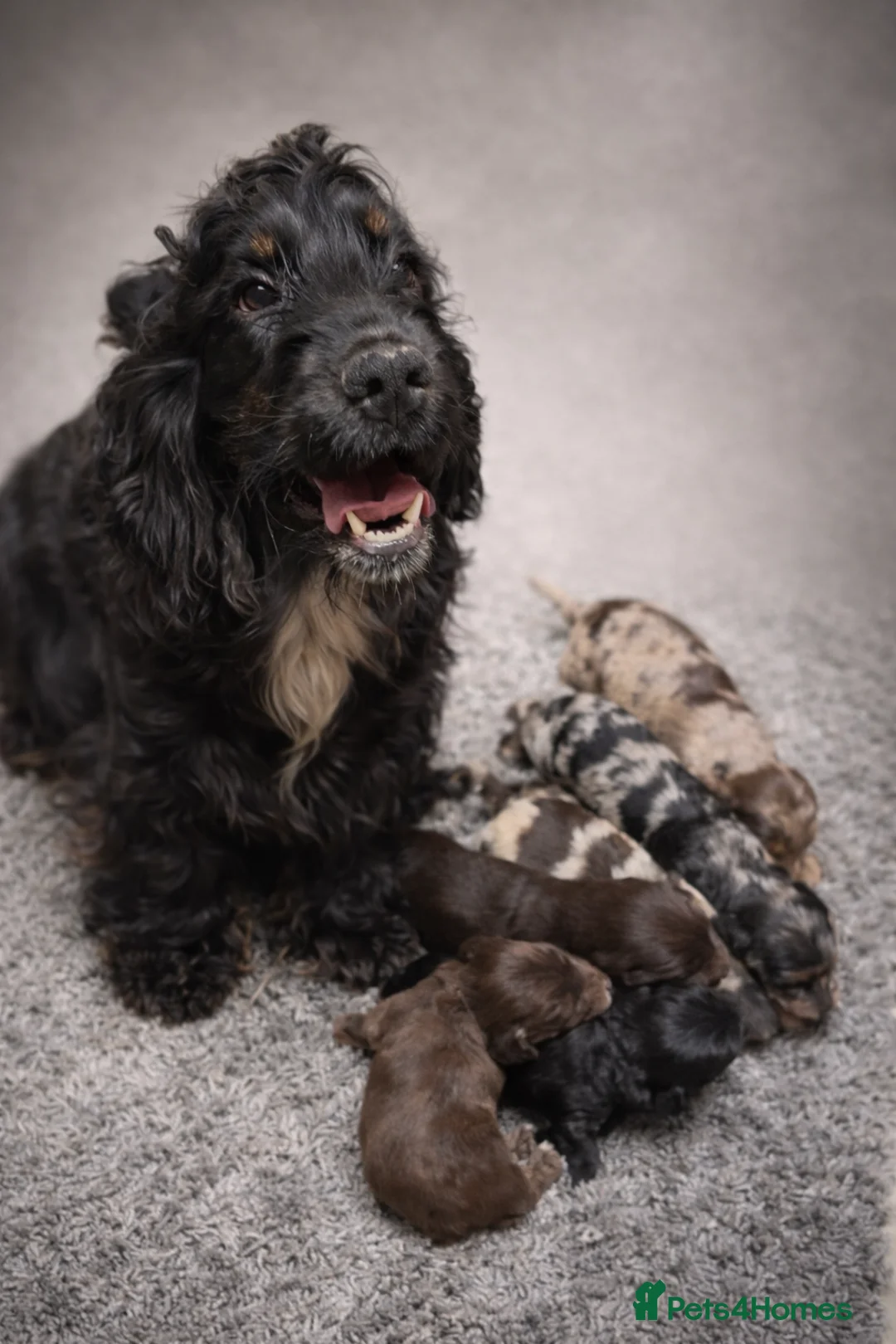 Cockapoo dogs for sale: 🐾Beautiful Mixed litter of F1 cockapoo Puppys🐾 in Thame - Advert 1
