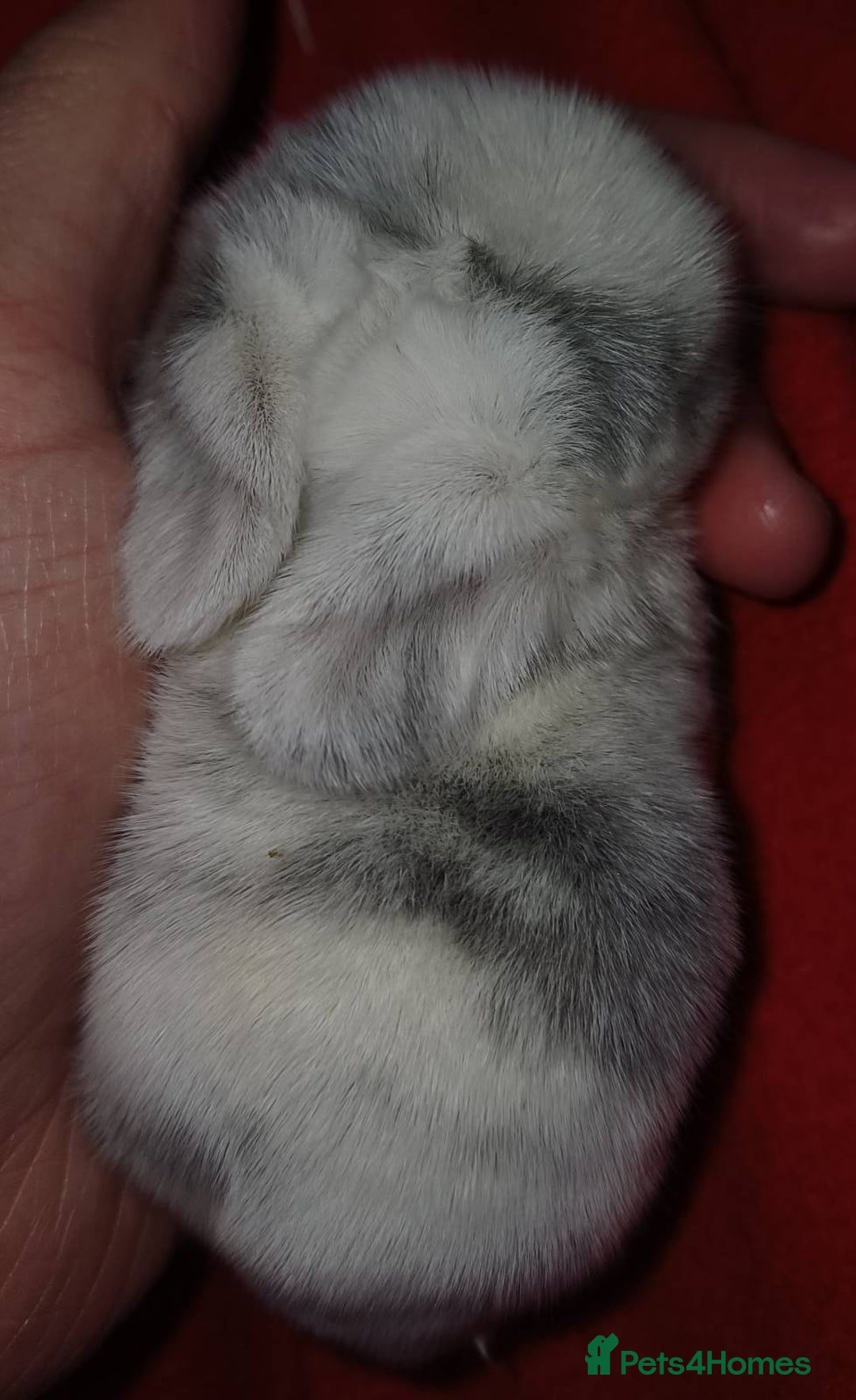 Mini Lop rabbits for sale: Adorable Pure Bred Mini Lops 🥰🐰 - Advert 4
