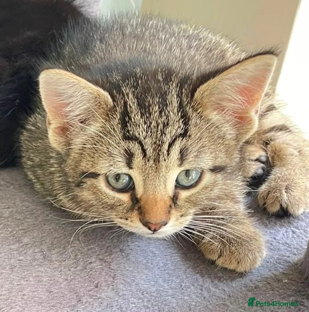 Mixed Breed cats for sale: Adorable female kitten looking for a loving home - Advert 1