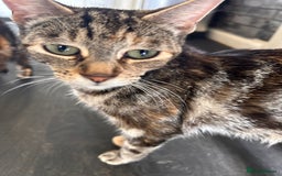 Domestic Shorthair cats for sale: grey Kitten Domestic shorthair  - Image 5