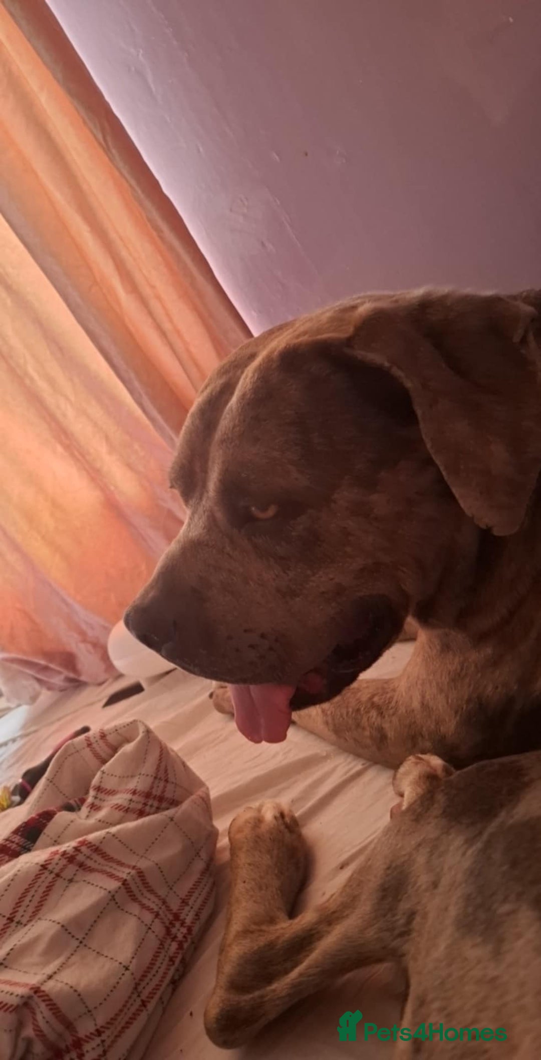 Mixed Breed dogs for sale: Dog for sale  - Image 4