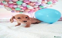 Miniature Dachshund dogs for sale: MINI CREAM DACHSHUND💥READY TO GO💥PRA CLEAR - Image 13