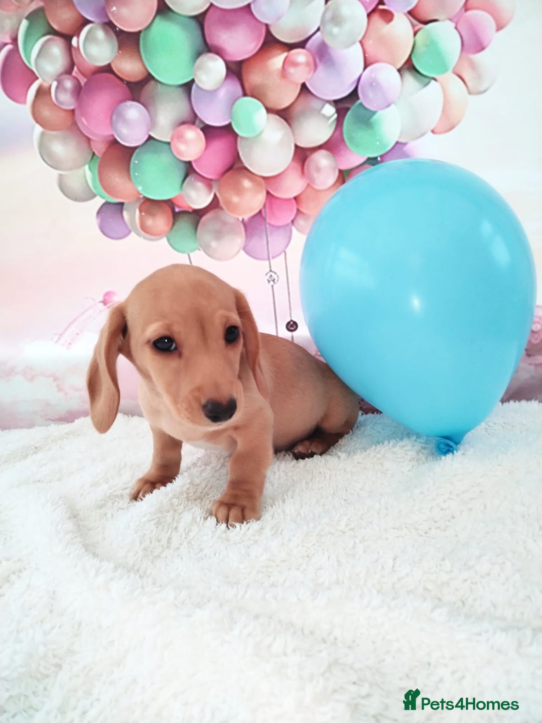 Miniature Dachshund dogs for sale: MINI CREAM DACHSHUND💥READY TO GO💥PRA CLEAR - Image 13
