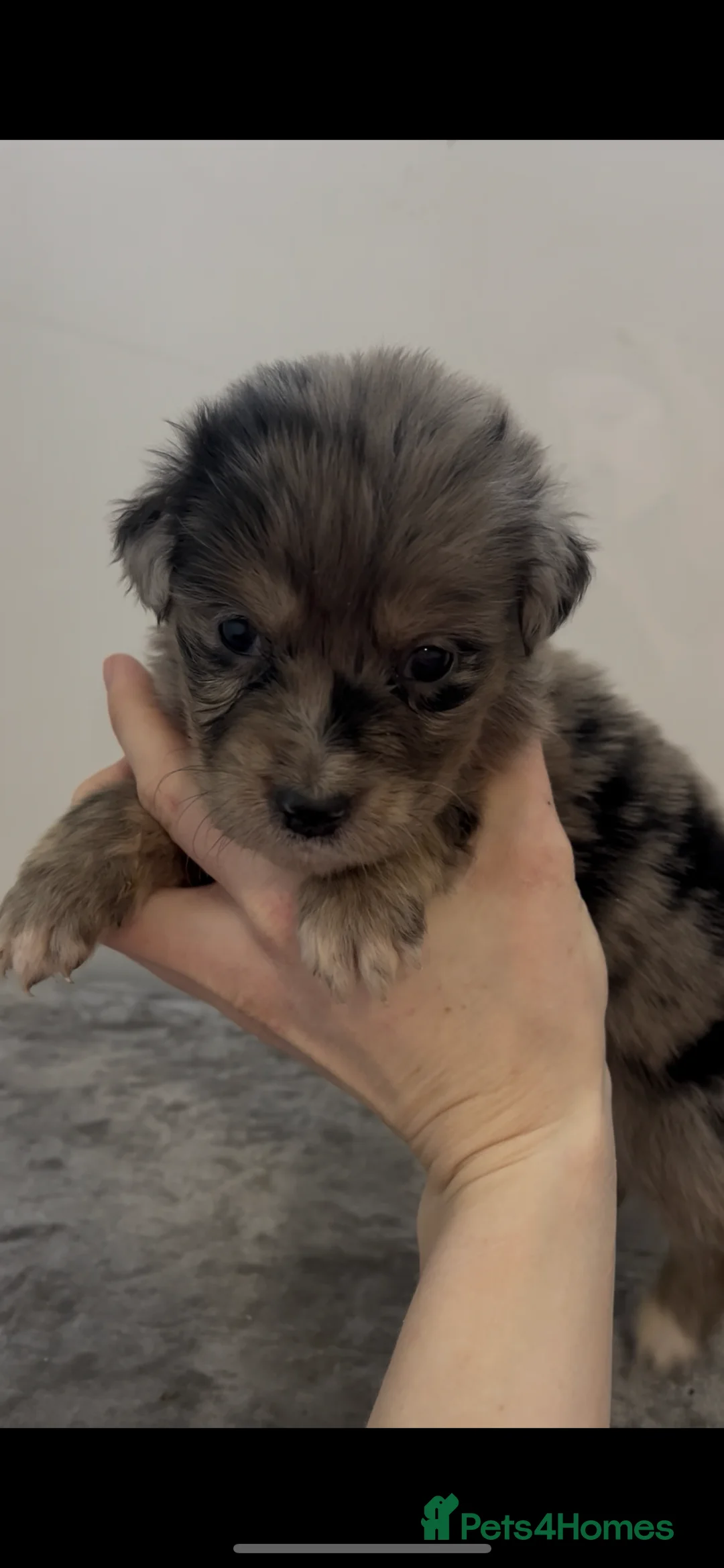 Mixed Breed dogs for sale: Australian Shepherd x Golden Retriever Merle&black - Advert 11