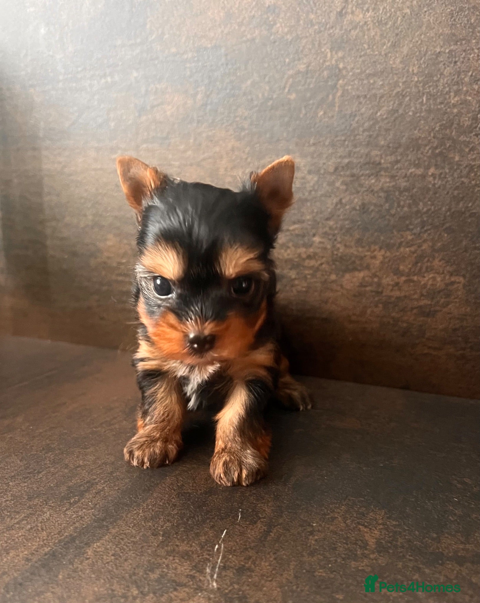 Yorkshire Terrier dogs ❣️ Beautiful Miniature Yorkshire Terrier Puppies❣️ - Advert 6