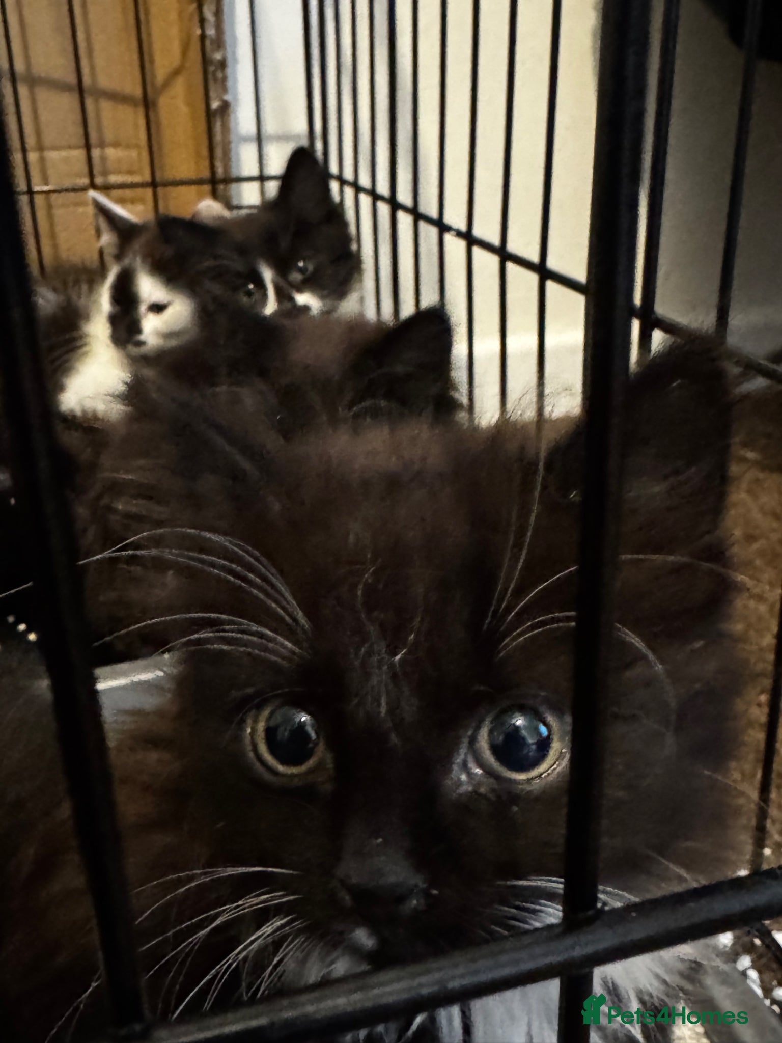 Mixed Breed cats Kittens for sale - Advert 1