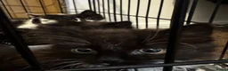 Mixed Breed cats for sale: Kittens for sale in Sheffield - Advert 1