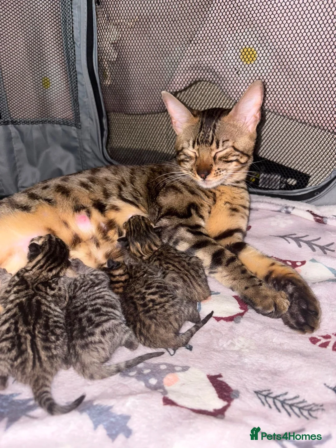 Mixed Breed cats for sale: Beautiful Bengal’s X - Advert 13