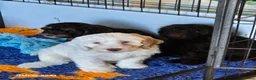 Cockapoo dogs for sale: F1 cockapoo puppys  in Durham - Advert 3