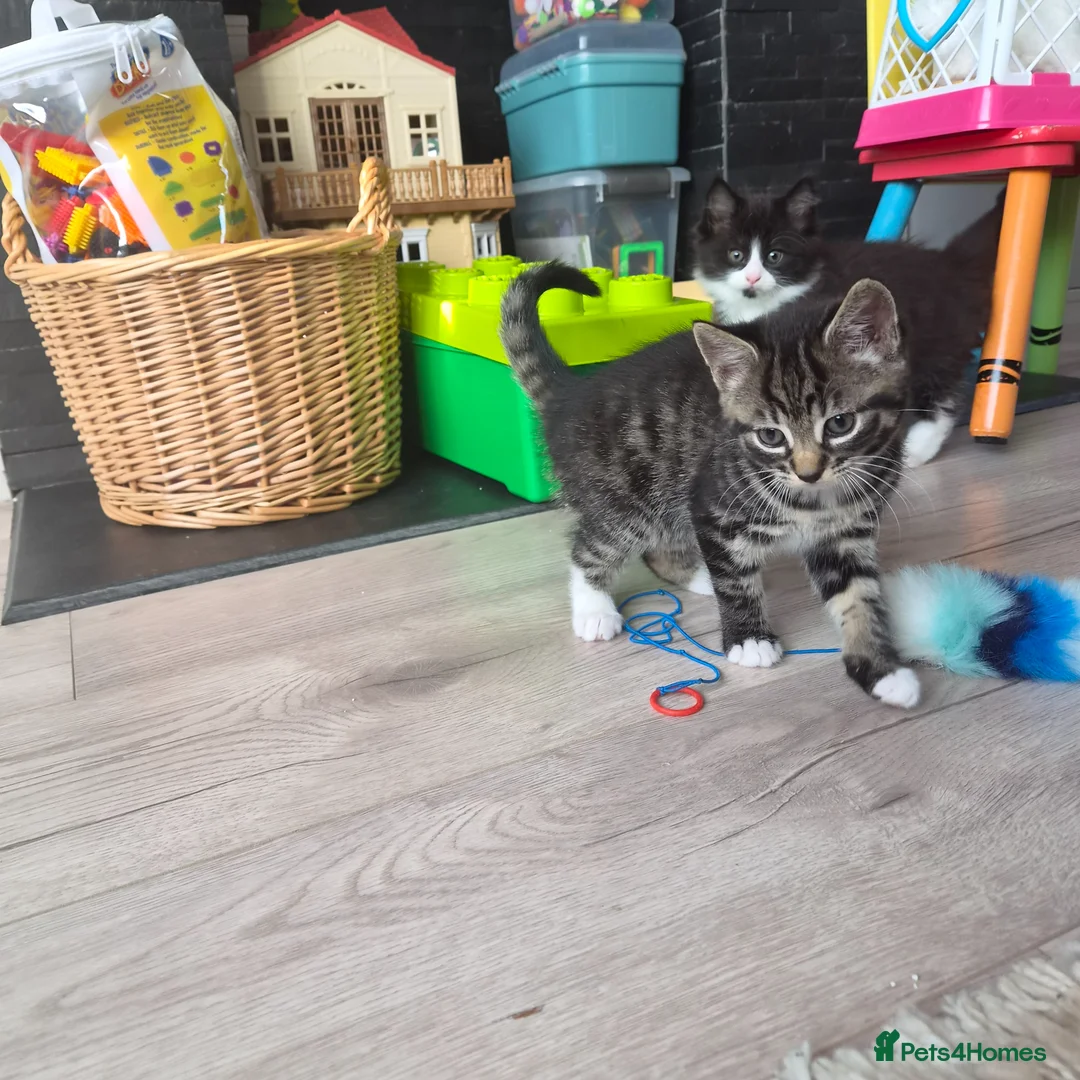 Mixed Breed cats for sale: Kittens  in Ipswich - Advert 2