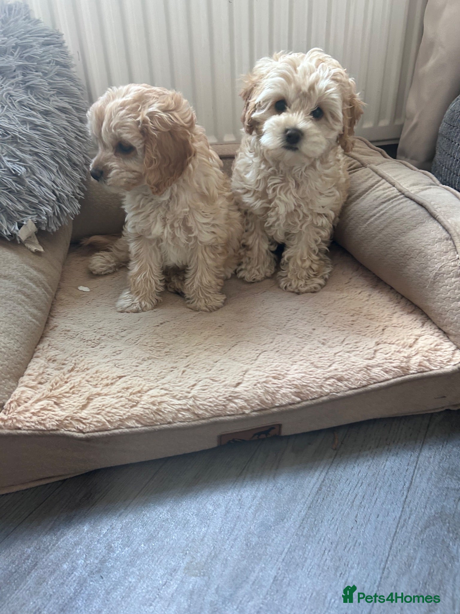 Cavapoochon dogs Reduced Cavapoochon pups Health tested parents - Advert 5