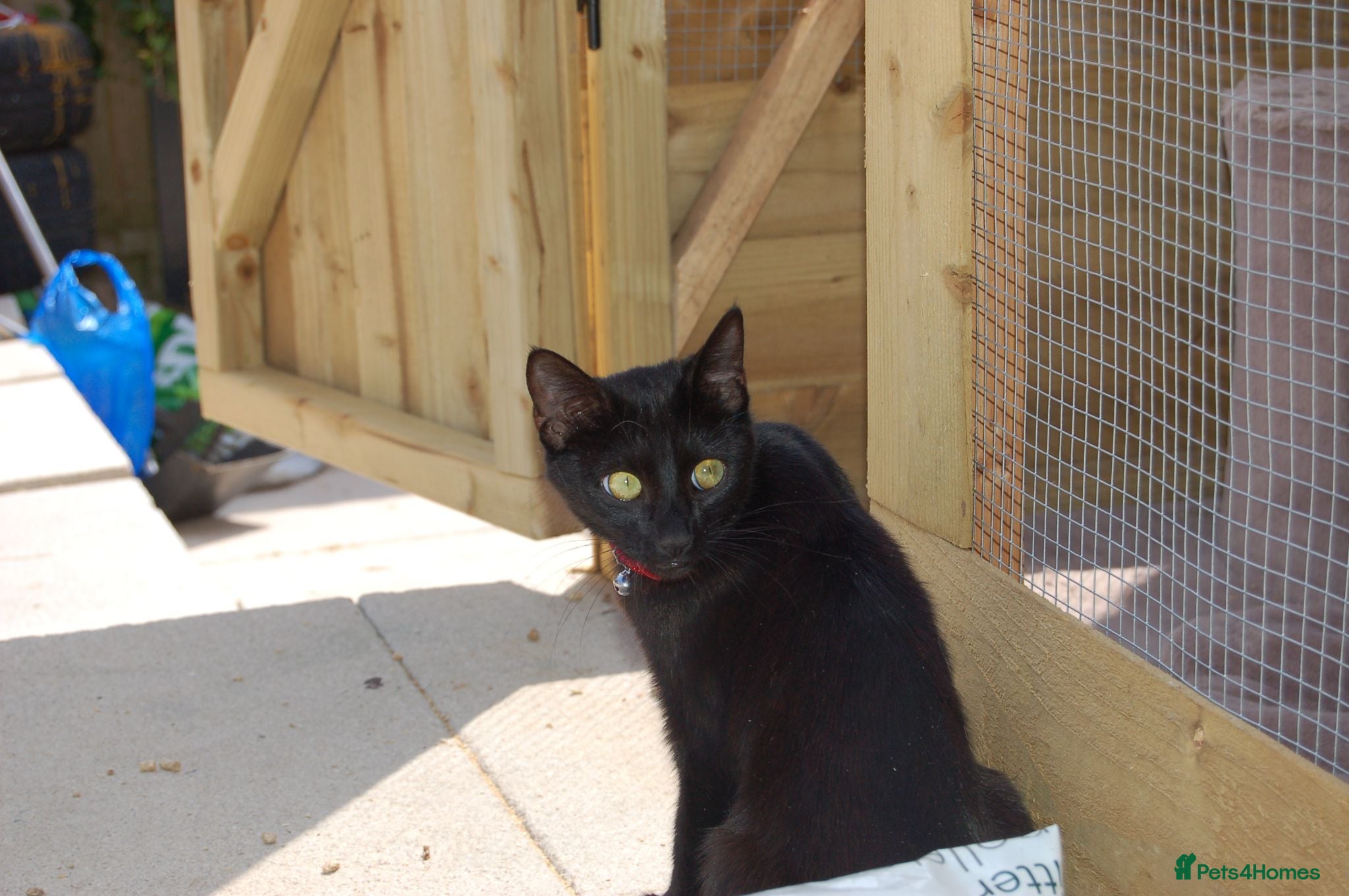 Mixed Breed cats Black kittens with brown stripes - Advert 1
