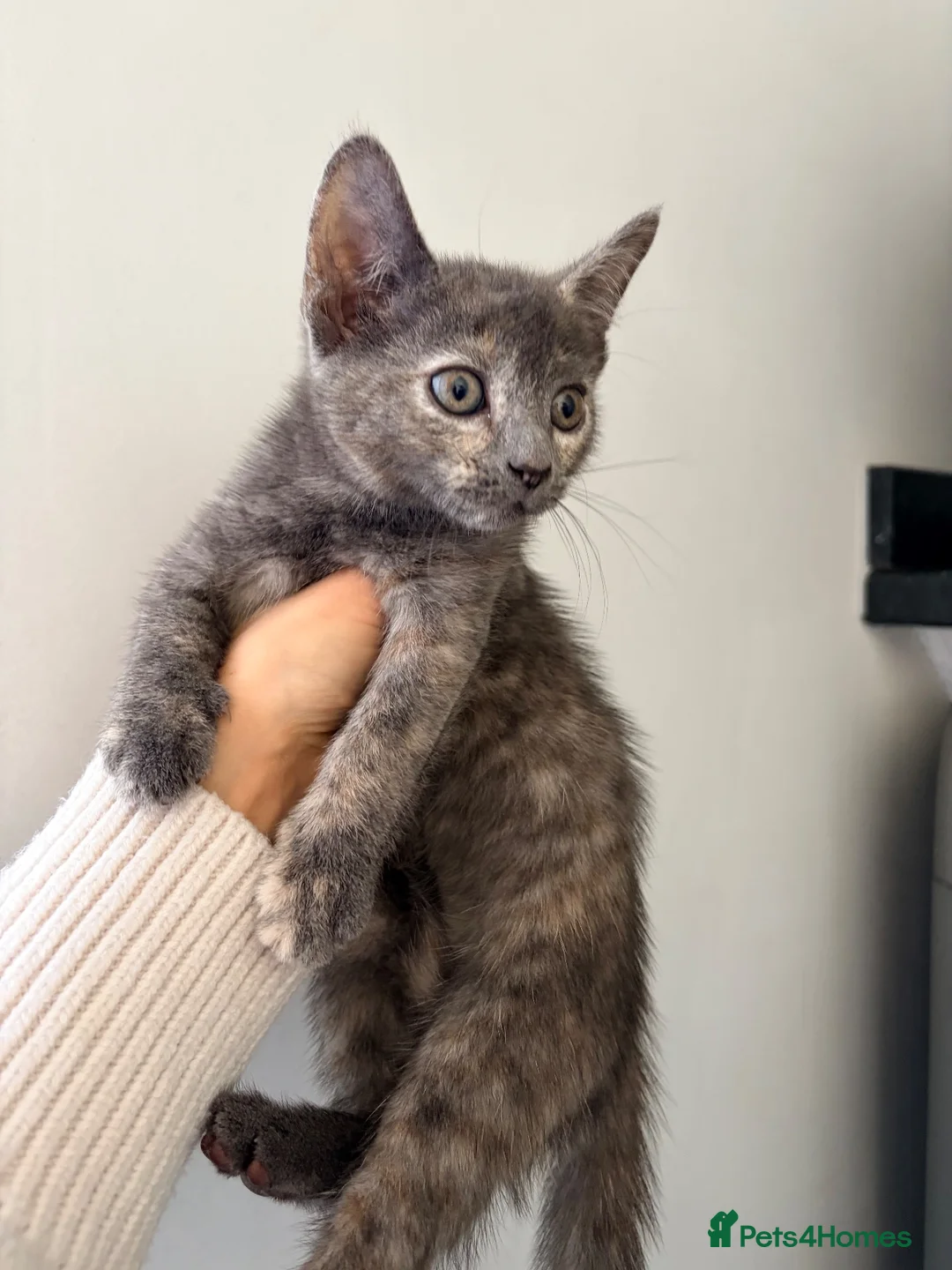 Mixed Breed cats for sale: 🐾 Beautiful Kittens Looking for Loving Homes! 🐾 - Advert 2