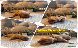 Australian Labradoodle dogs for sale: Australian Labradoodle Puppies F1b - Image 11