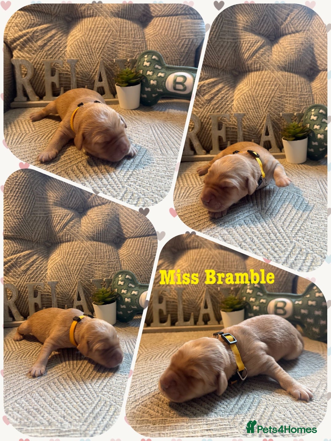 Australian Labradoodle dogs for sale: Australian Labradoodle Puppies F1b - Image 11