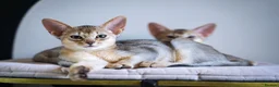 Abyssinian cats for sale: Pure Silver Abyssinian Champion Lines 🏆 Tica - Advert 34