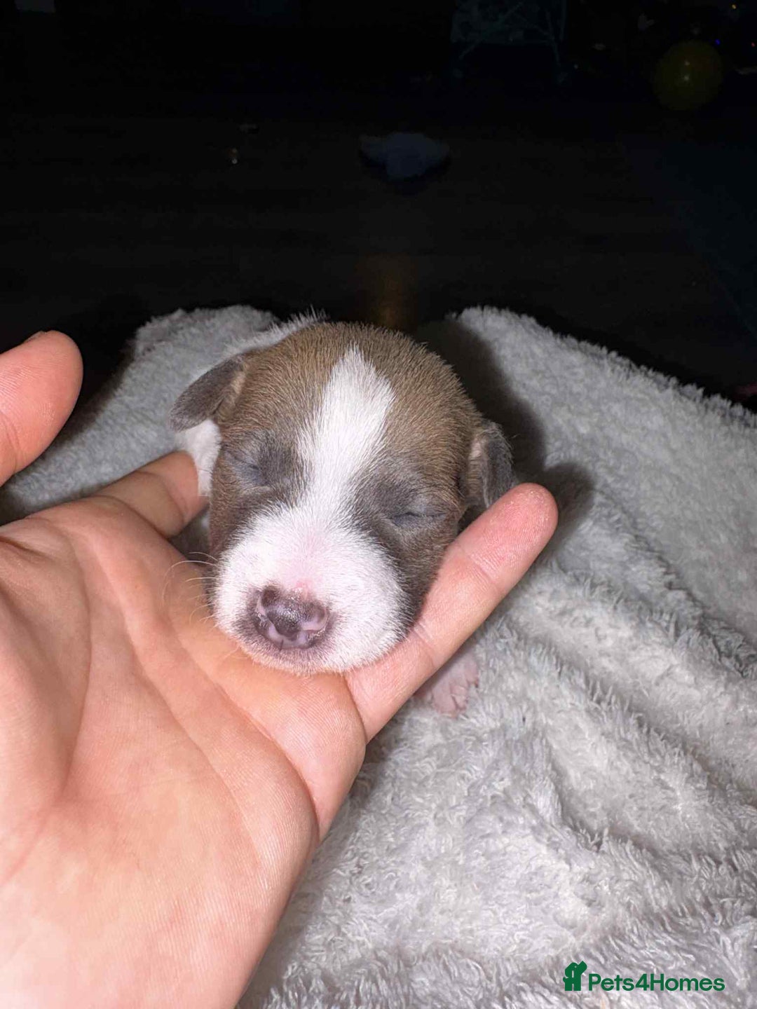 Jack Russell dogs for sale: 4 left!!! Blue/red tri JR puppies  - Advert 19