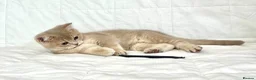 British Shorthair cats for sale: 🐾Purebred BSH Kittens🐾  in London - Advert 2