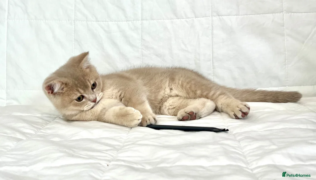 British Shorthair cats for sale: 🐾Purebred BSH Kittens🐾  in London - Advert 2