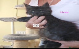Maine Coon cats for sale: Black smoke XXL kittens  - Image 3