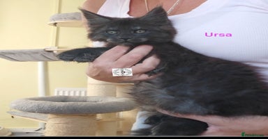 Maine Coon cats - Advert 8
