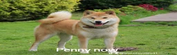 Japanese Shiba Inu dogs for sale: Lovely girl looking for family home .  - Advert 1