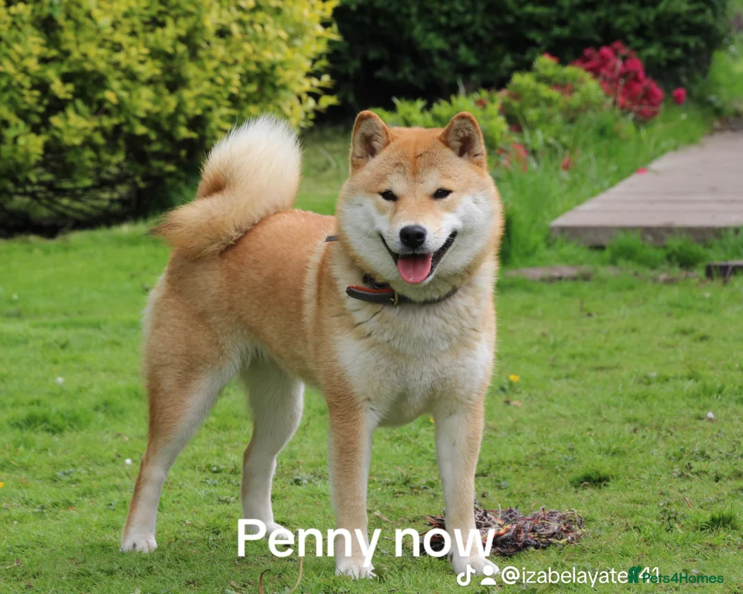 Japanese Shiba Inu dogs for sale: Lovely girl looking for family home .  - Advert 1