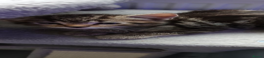 British Shorthair Kitten 3