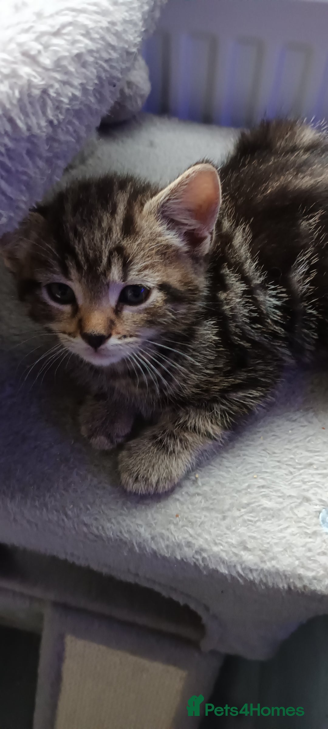 British Shorthair cats for sale: British shorthair - Advert 12